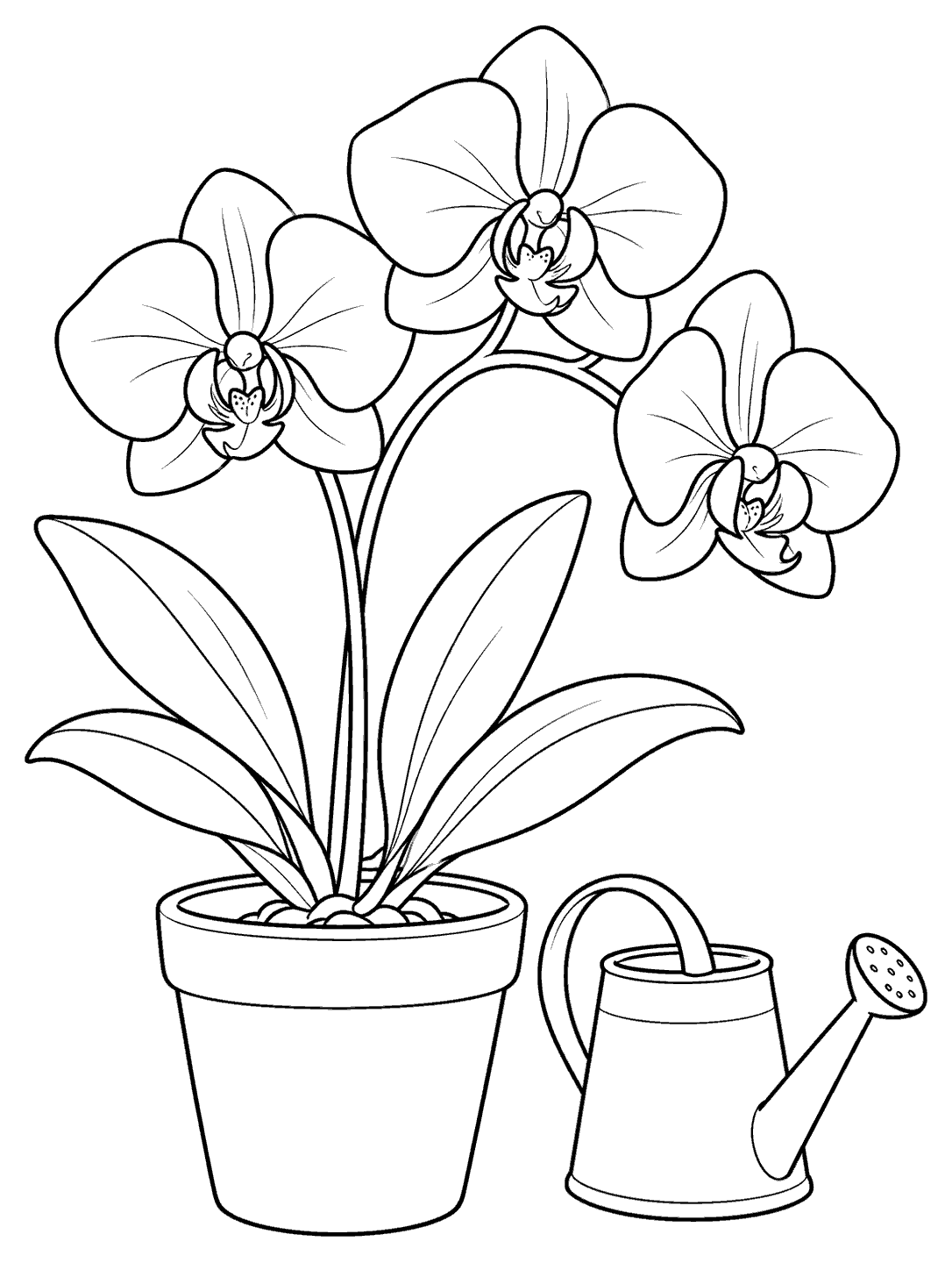 Potted orchid with three blossoms beside a small garden watering can