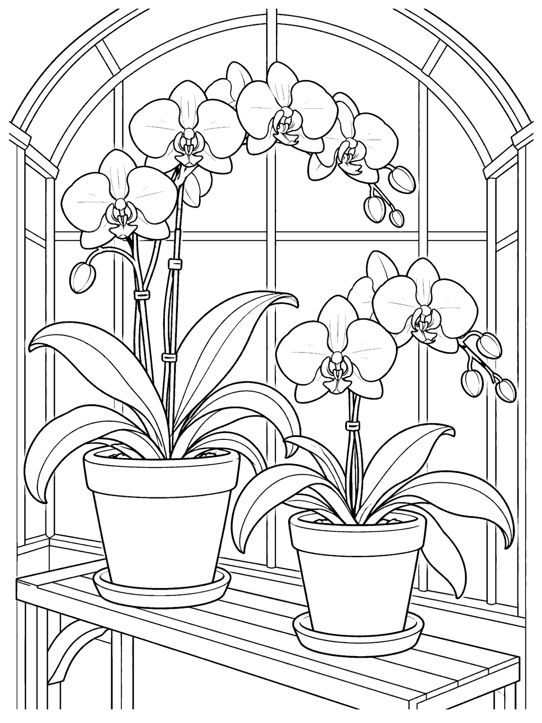 Two potted orchids at different heights on a bench beneath an arched glasshouse frame.