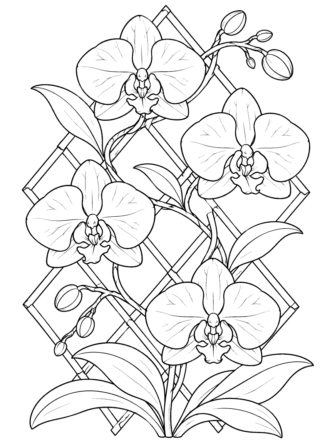Four outlined orchid blossoms, leaves, and buds winding around a diamond trellis on a white page