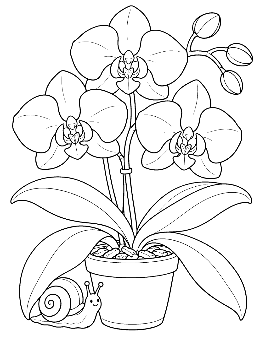 Small smiling snail beneath the broad leaves of a potted orchid with three blossoms.