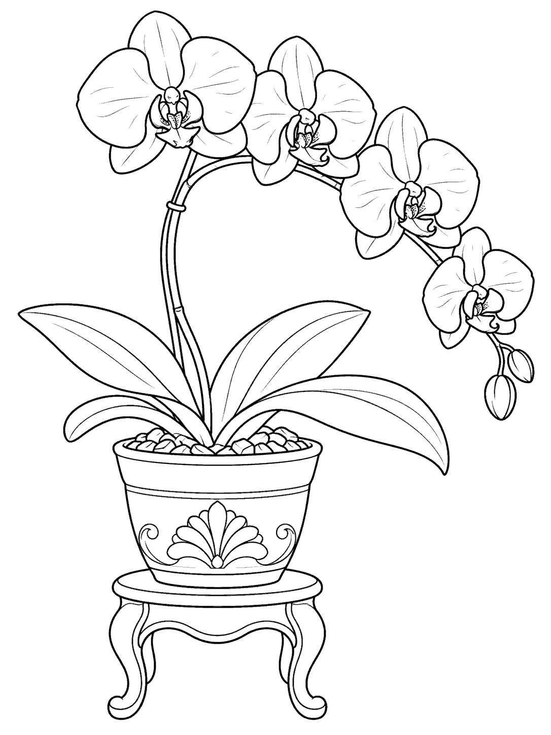Four flowering orchid blooms and broad leaves in a decorated pot on an elegant plant stand