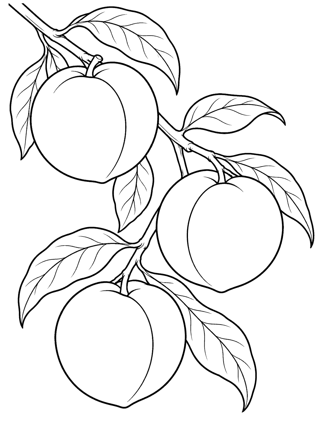 Three large peaches and veined leaves arranged along a curved diagonal branch