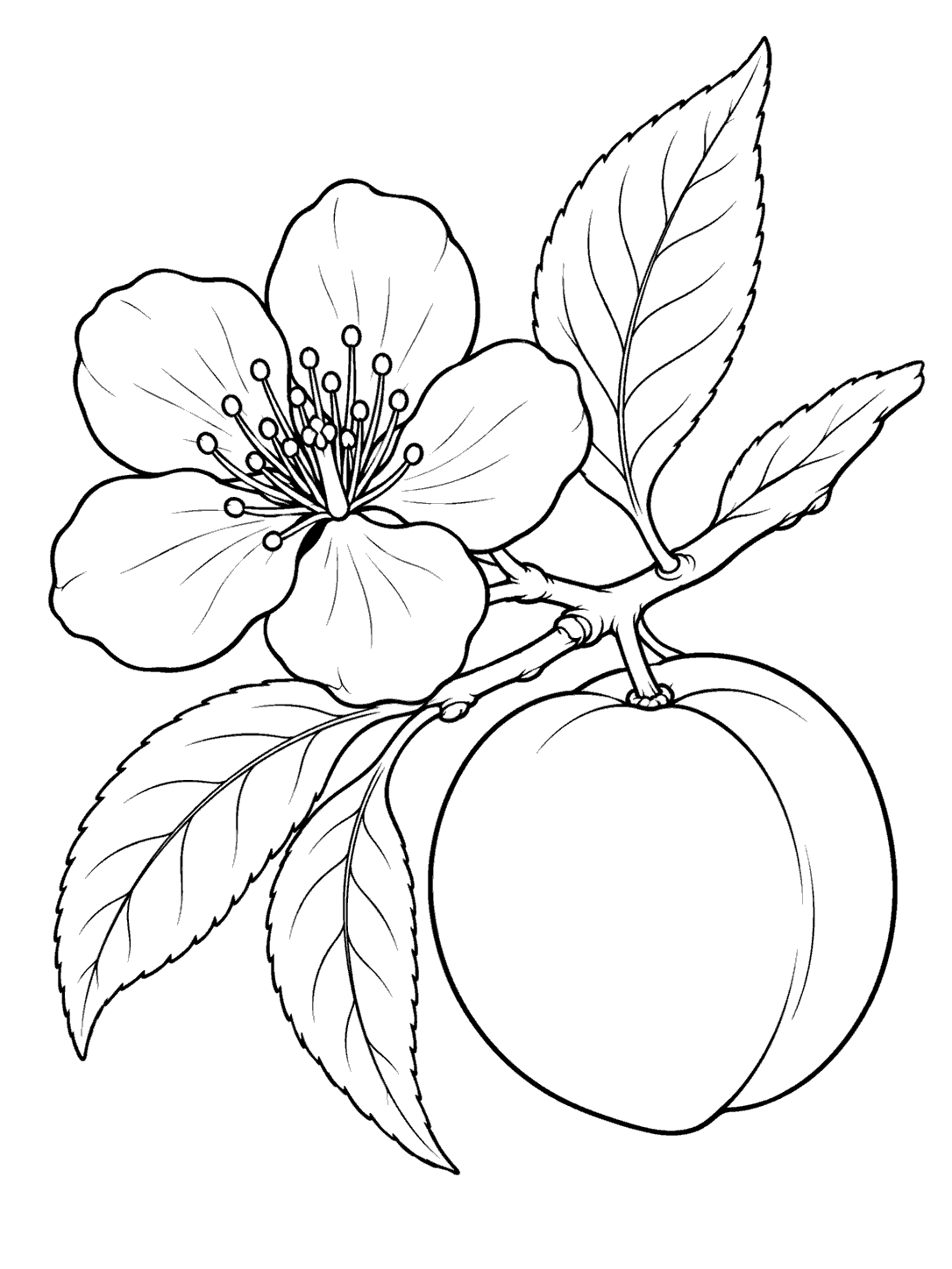 Black ink coloring page of a peach blossom, leaves, and a ripe peach on a branch