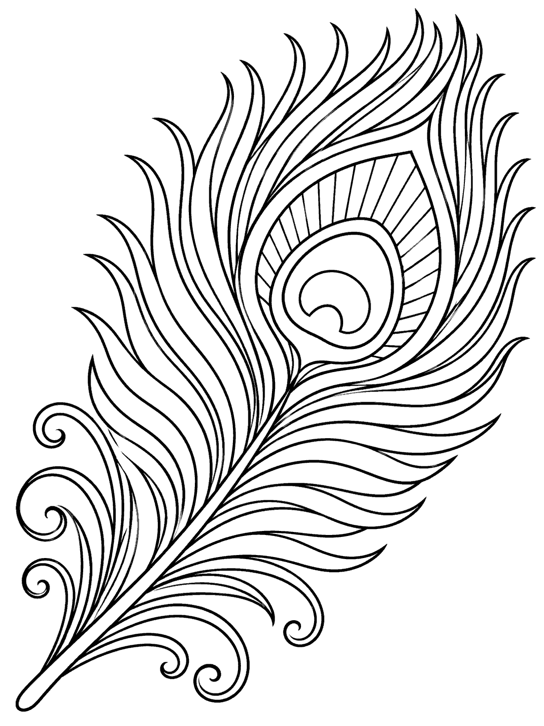 Large diagonal peacock feather with a clear shaft, layered barbs, eye-shaped center, and base curls