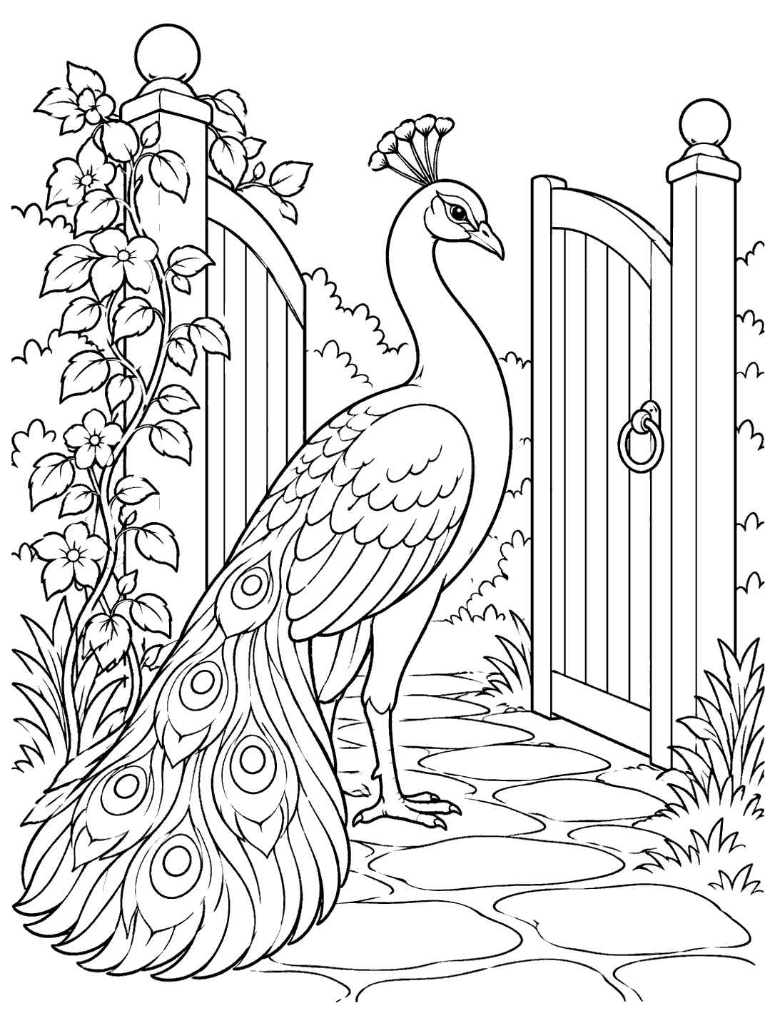 Black-and-white peacock coloring page with a closed eye-spotted tail beside an open slatted garden gate and climbing vines.