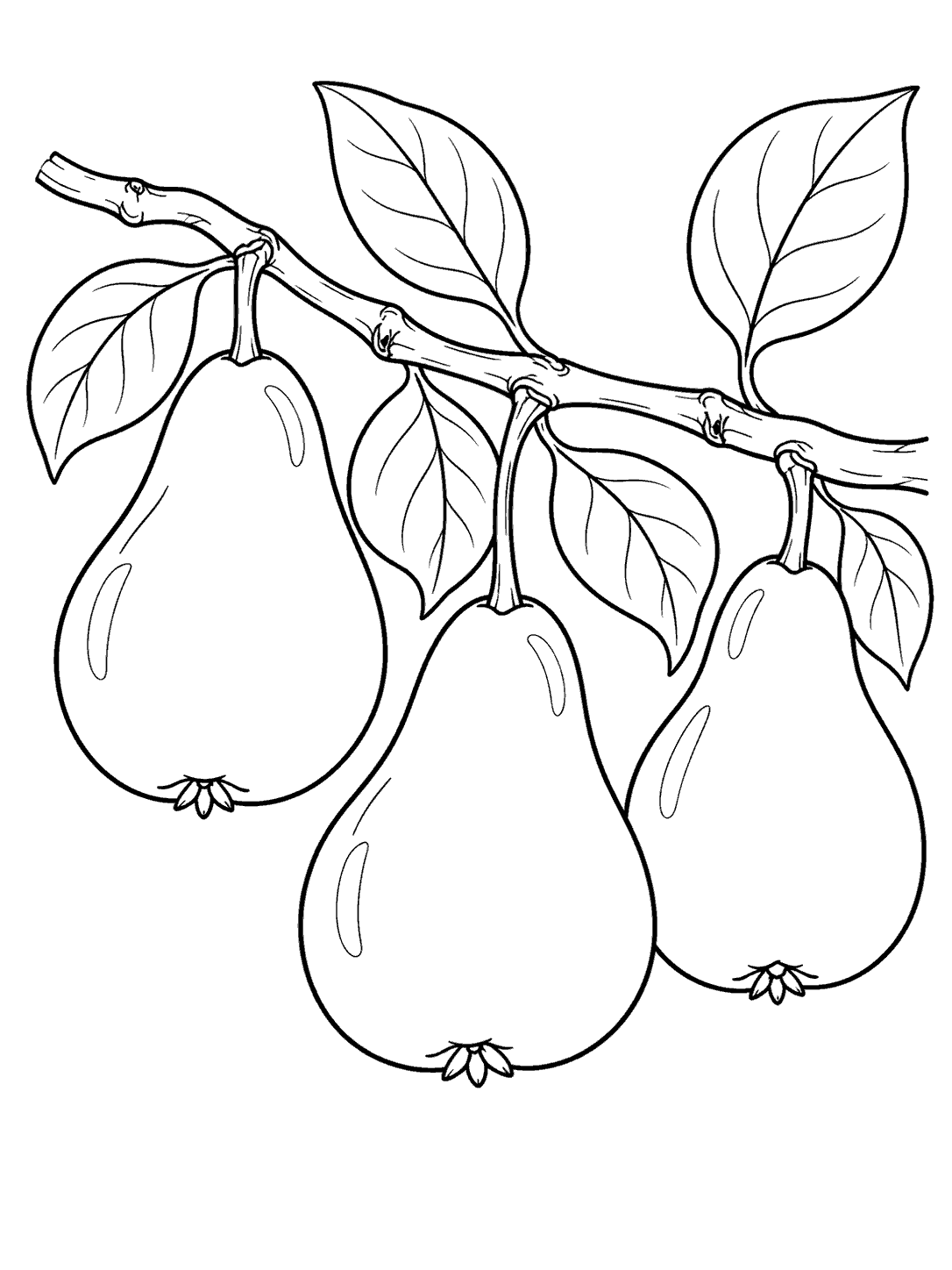 Three pears hanging from a leafy branch in a black-and-white coloring page