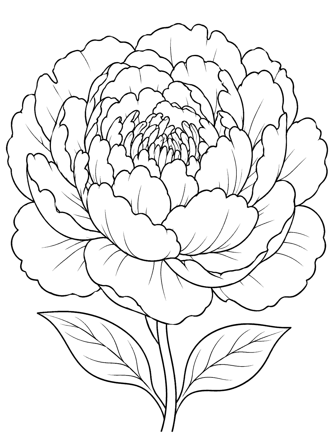 Black-outline coloring page of a large open peony with a short stem and two leaves on white.