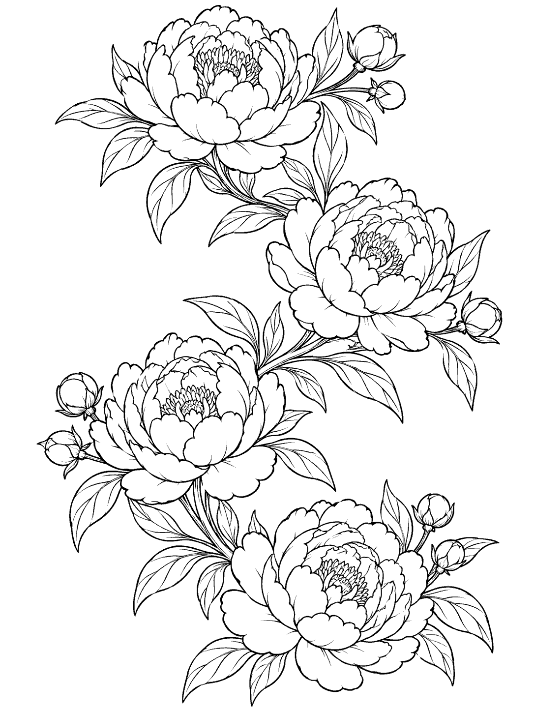 Black-line coloring page with four large peony blossoms linked by leaves and small buds in a vertical S-shaped garland.