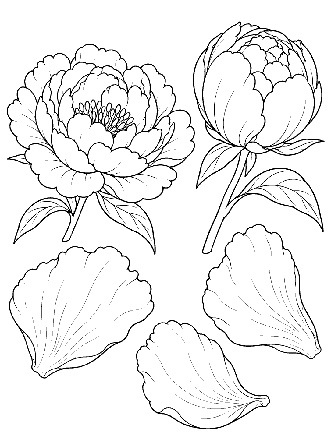 Peony coloring page with one open bloom, one partially opened bloom, and three detached petals.