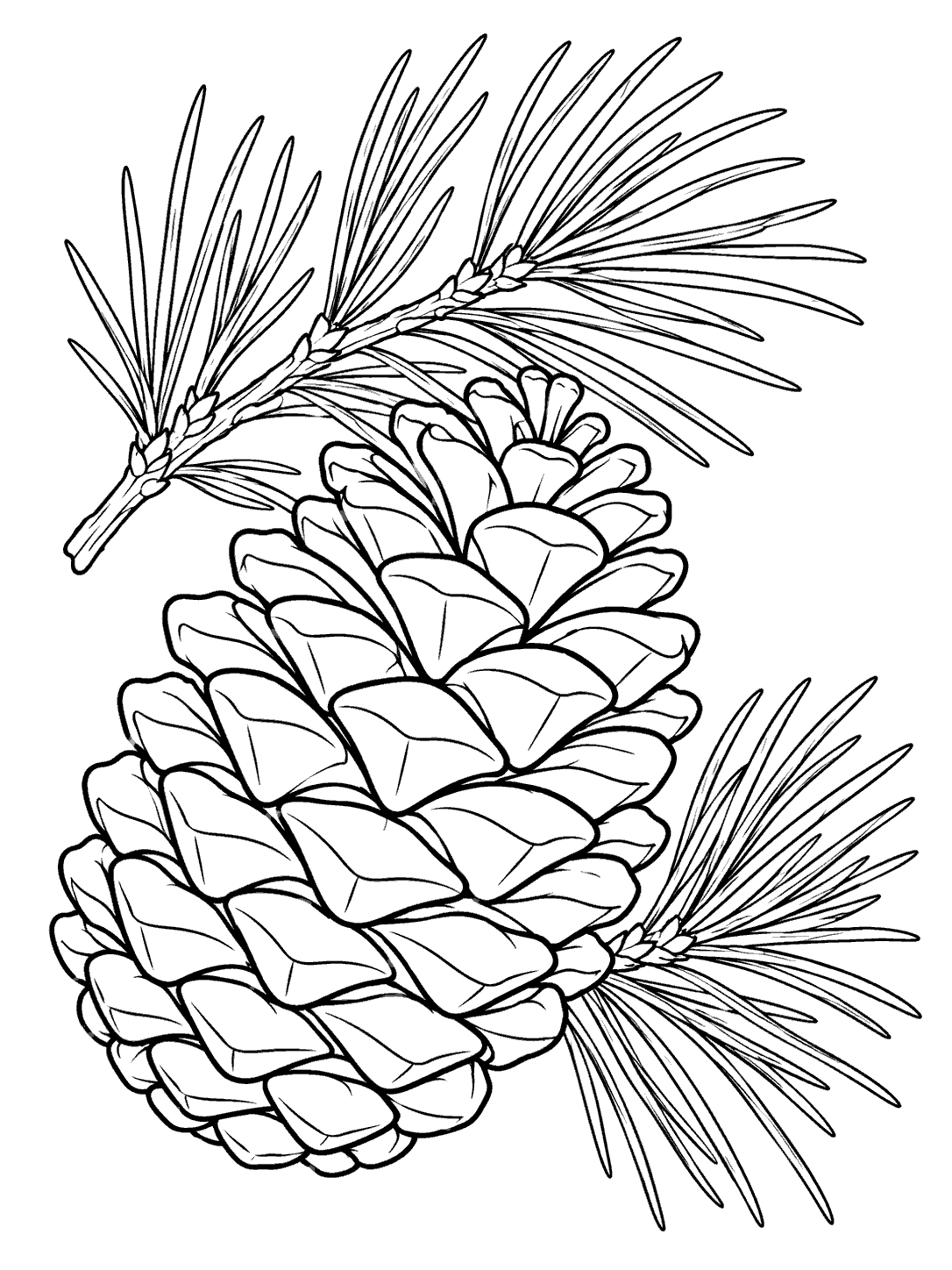 Portrait coloring page featuring one large pinecone and two diagonal pine sprigs with long clustered needles.