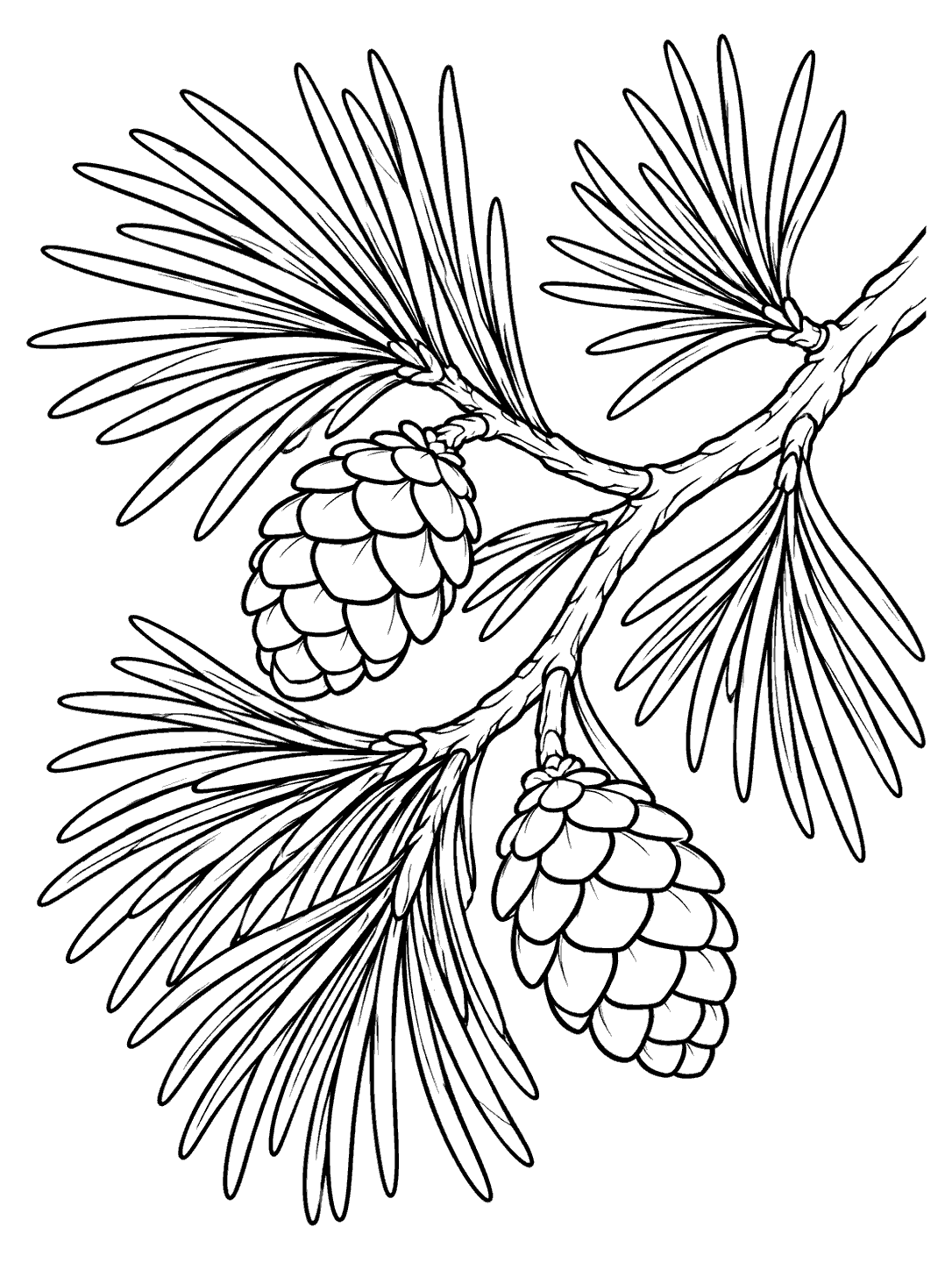 Printable coloring page showing a close-up curved pine branch with several needle clusters and two pine cones.
