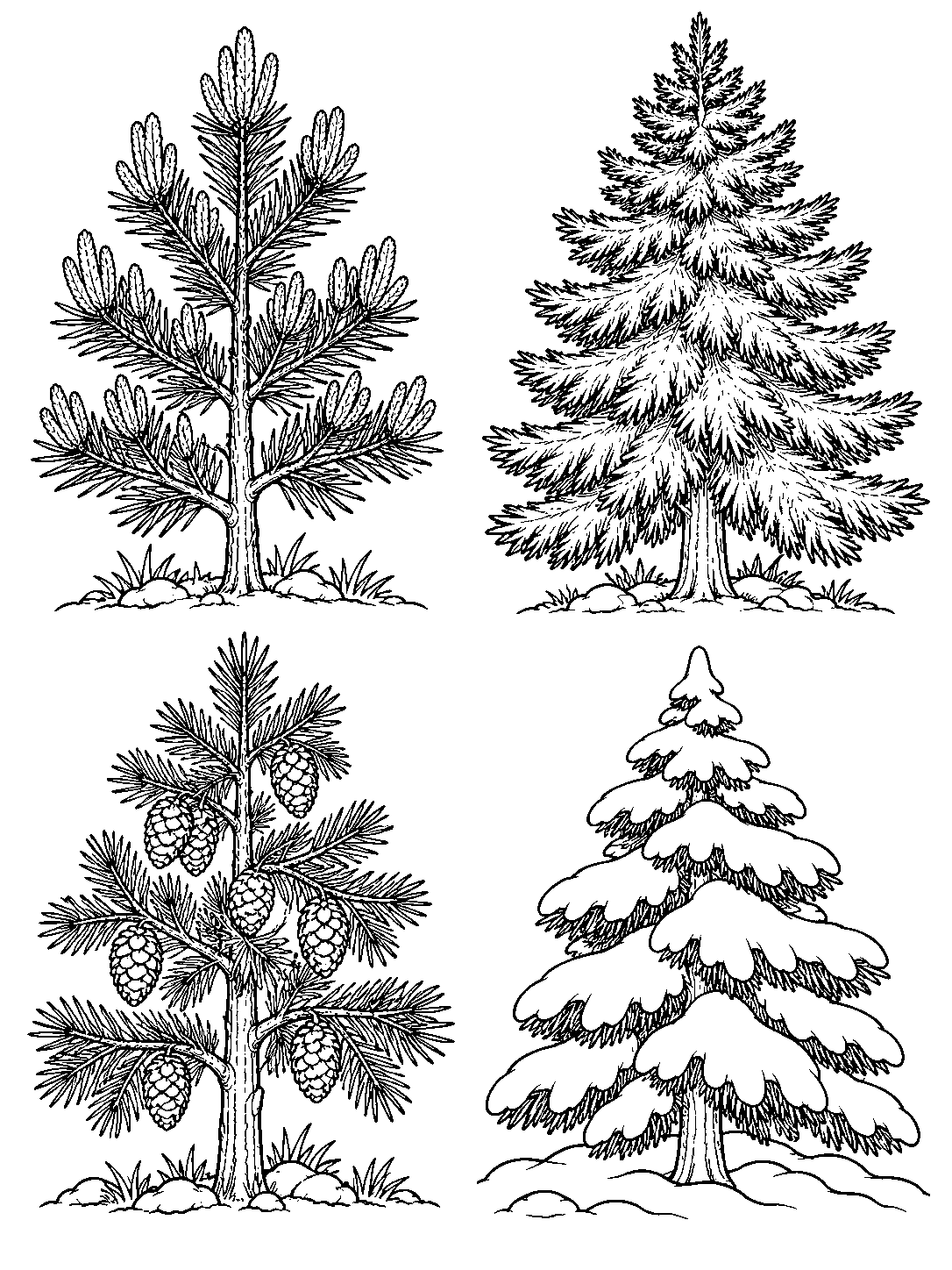 Black ink printable coloring page with four distinct pine trees arranged in a two-by-two layout.