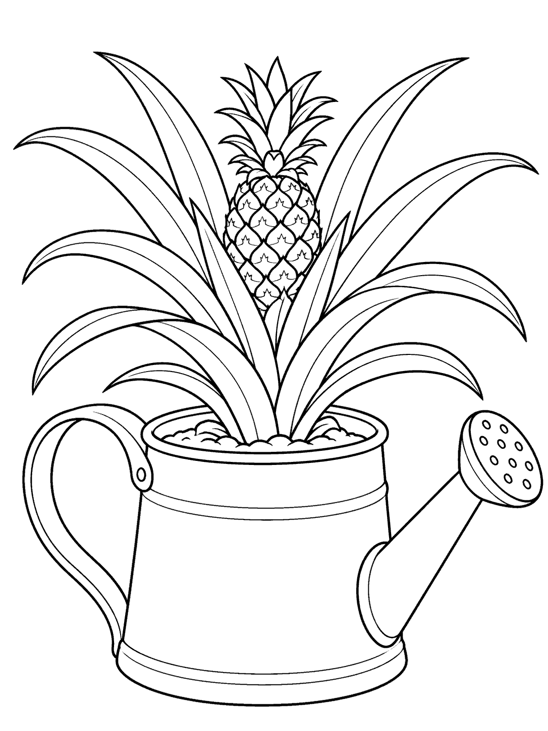 Pineapple plant growing in a watering can