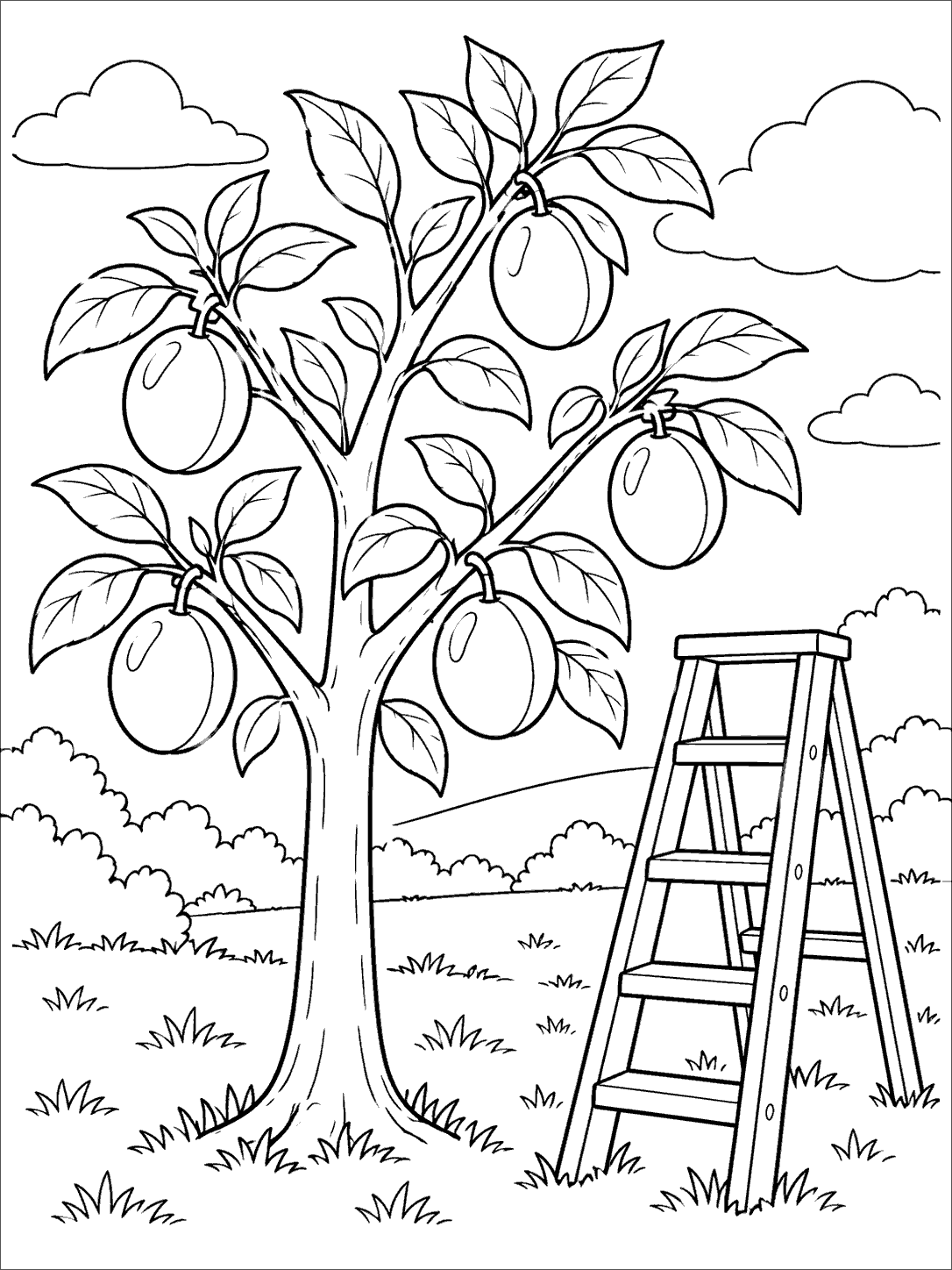 Plum coloring page showing a young tree with six plums beside a freestanding orchard ladder.