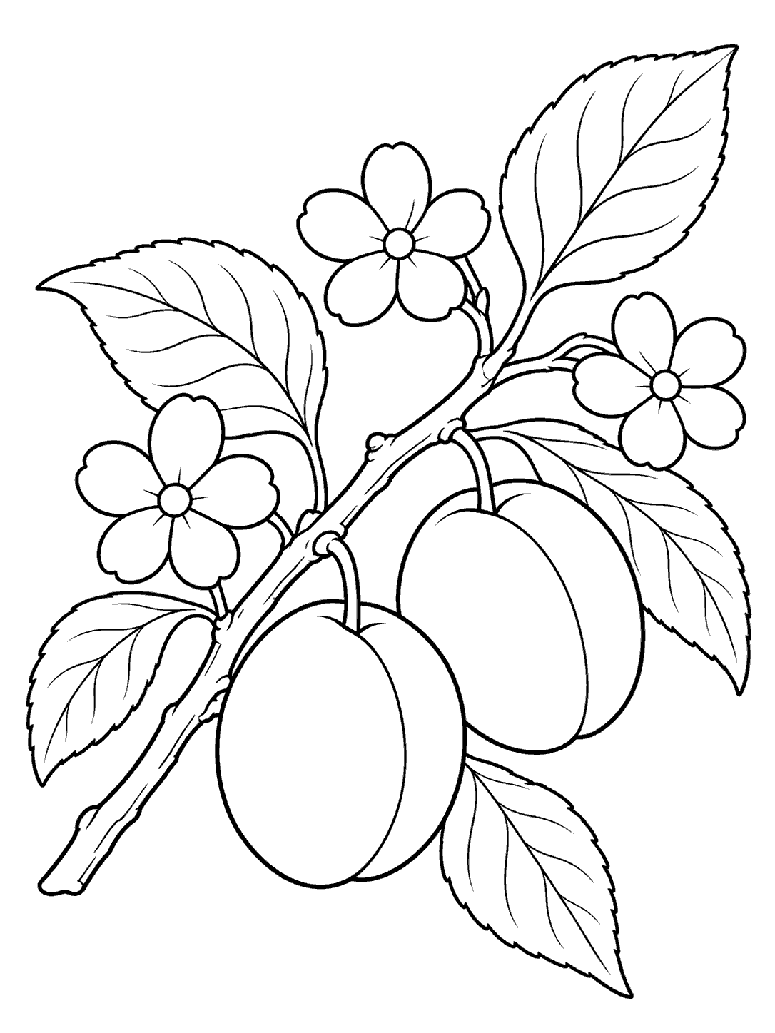 Plum coloring page of a diagonal twig with blossoms, leaves, and two plums