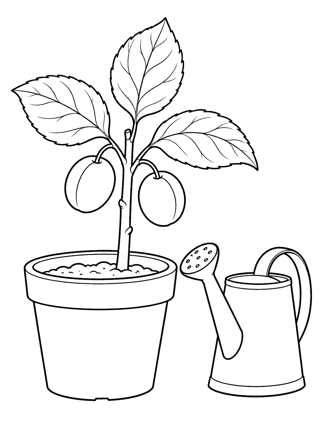 Plum coloring page showing a potted sapling with three broad leaves and two developing plums beside a watering can.