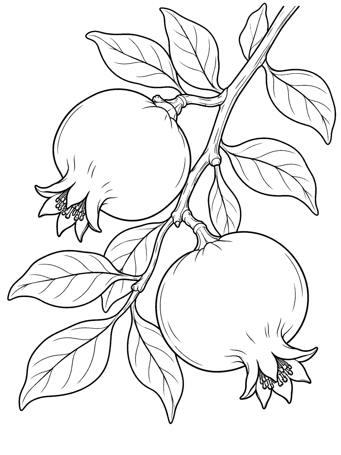 Two whole pomegranates with prominent crowns on a leafy diagonal branch.