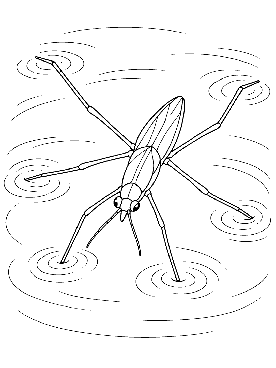 Black-outline pond coloring page showing an enlarged water strider with six legs touching the water and ripple rings.