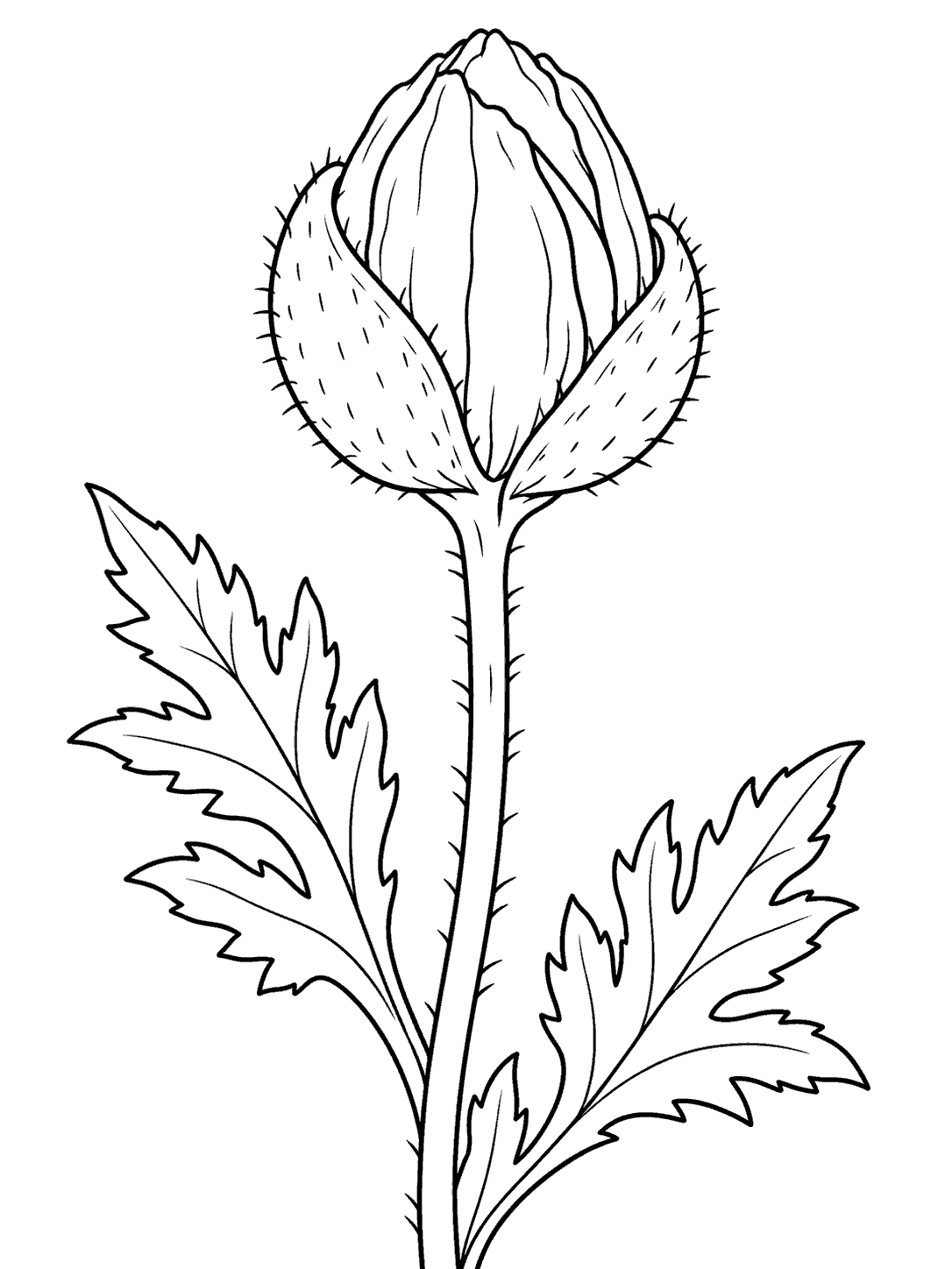 Black outline coloring page of an unopened poppy bud on a tall stem with leaves.