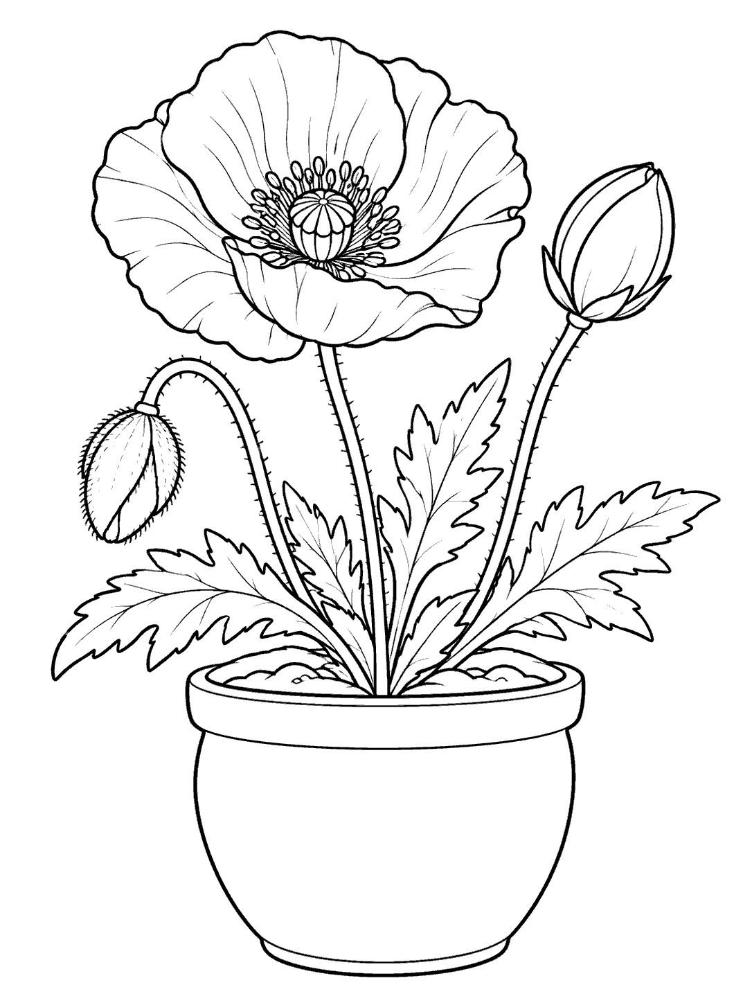 Black-and-white coloring page showing a potted poppy with one open flower, two buds, and several leaves.