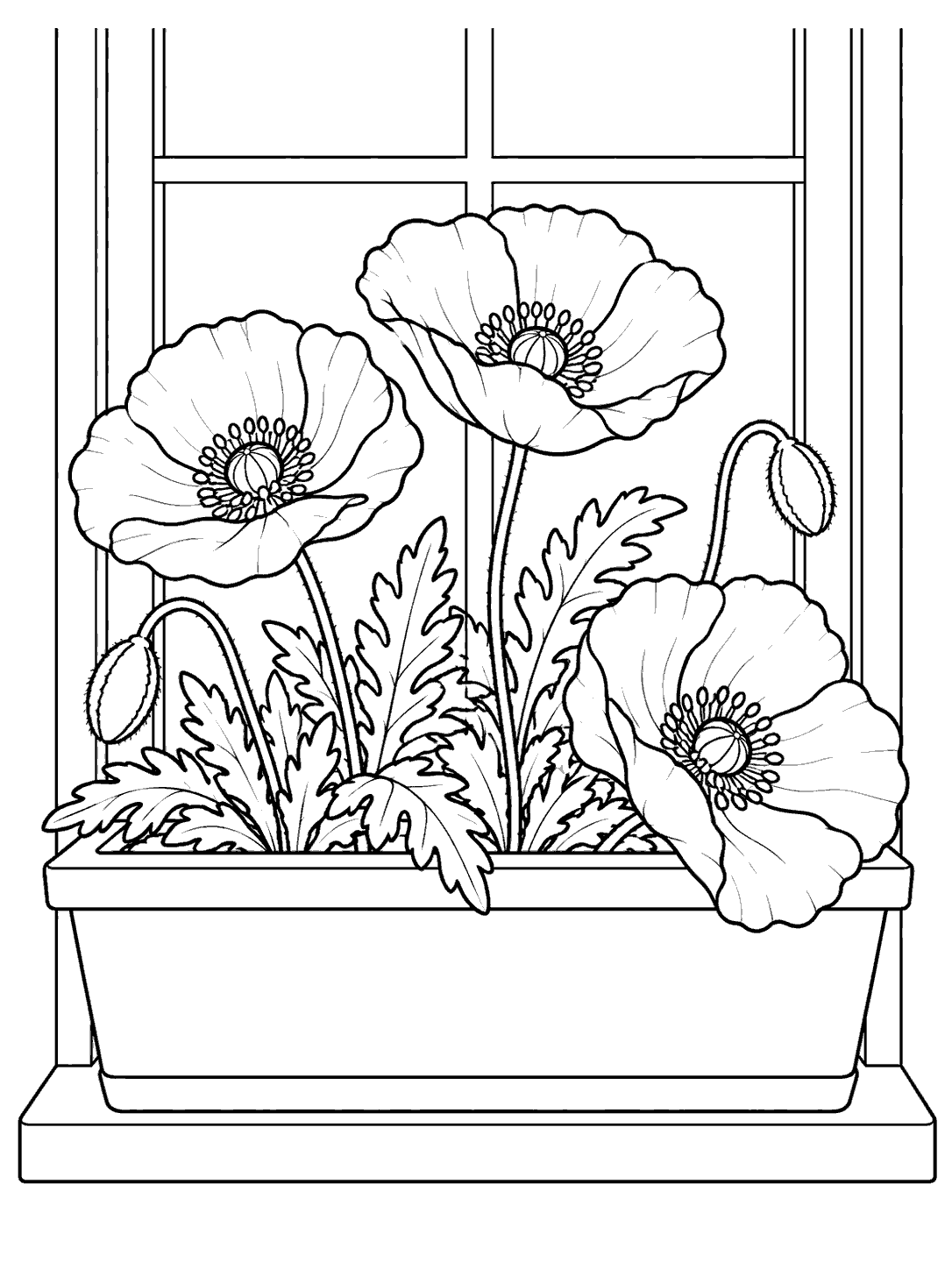 Black-and-white coloring page of three poppies growing in a rectangular window box before a simple divided window.