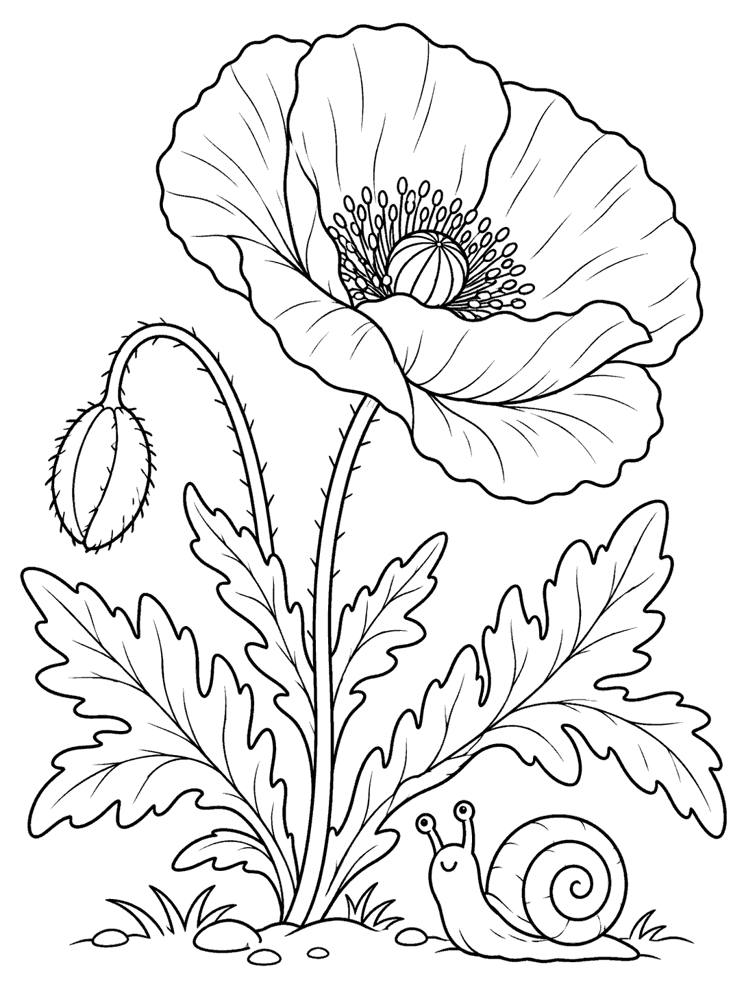 Printable black-and-white coloring page with a large open poppy, leafy stem, unopened bud, and a small spiral-shelled snail at the base.