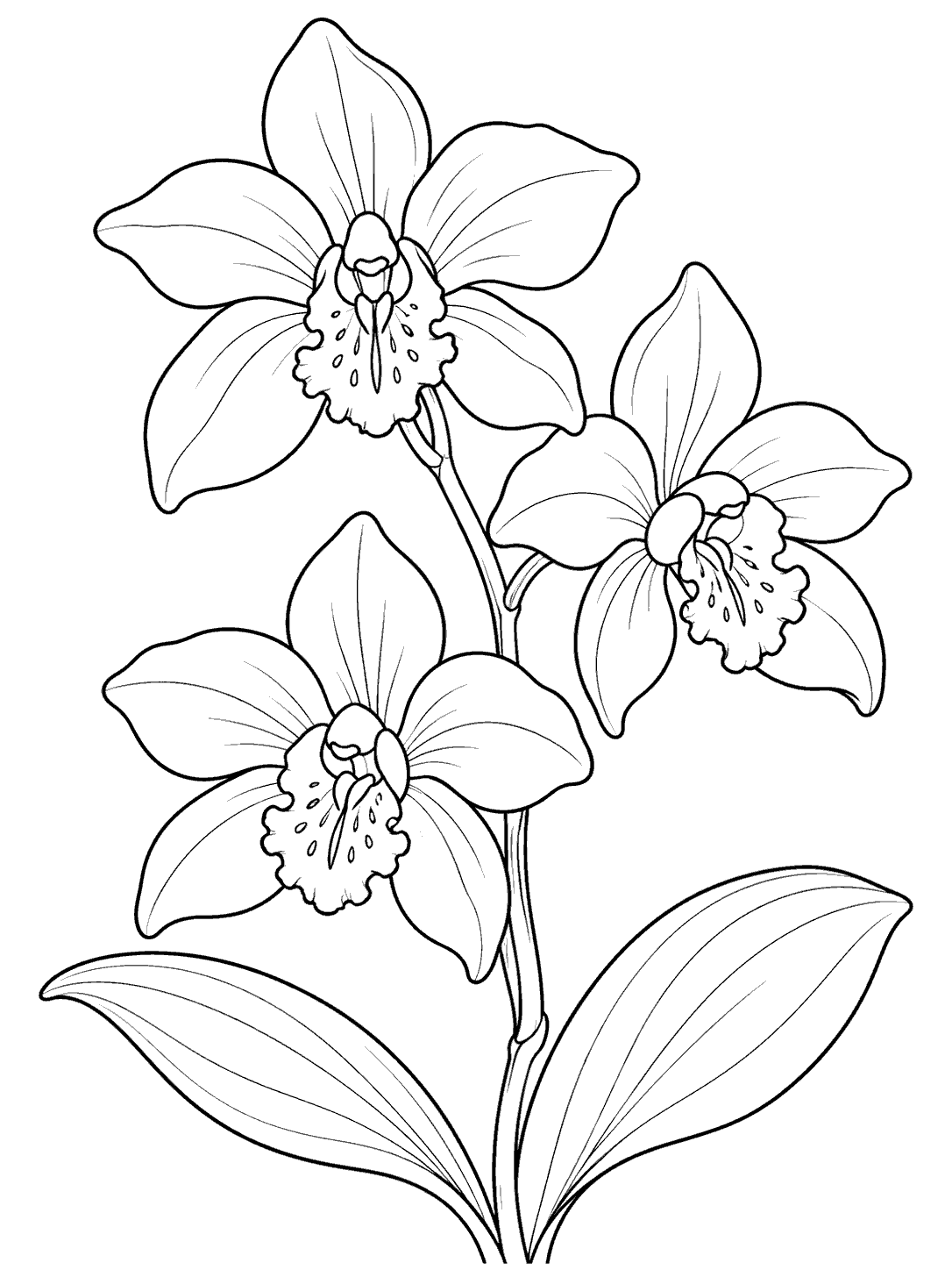 Three outlined orchid flowers on a leafy stem, with two broad leaves.