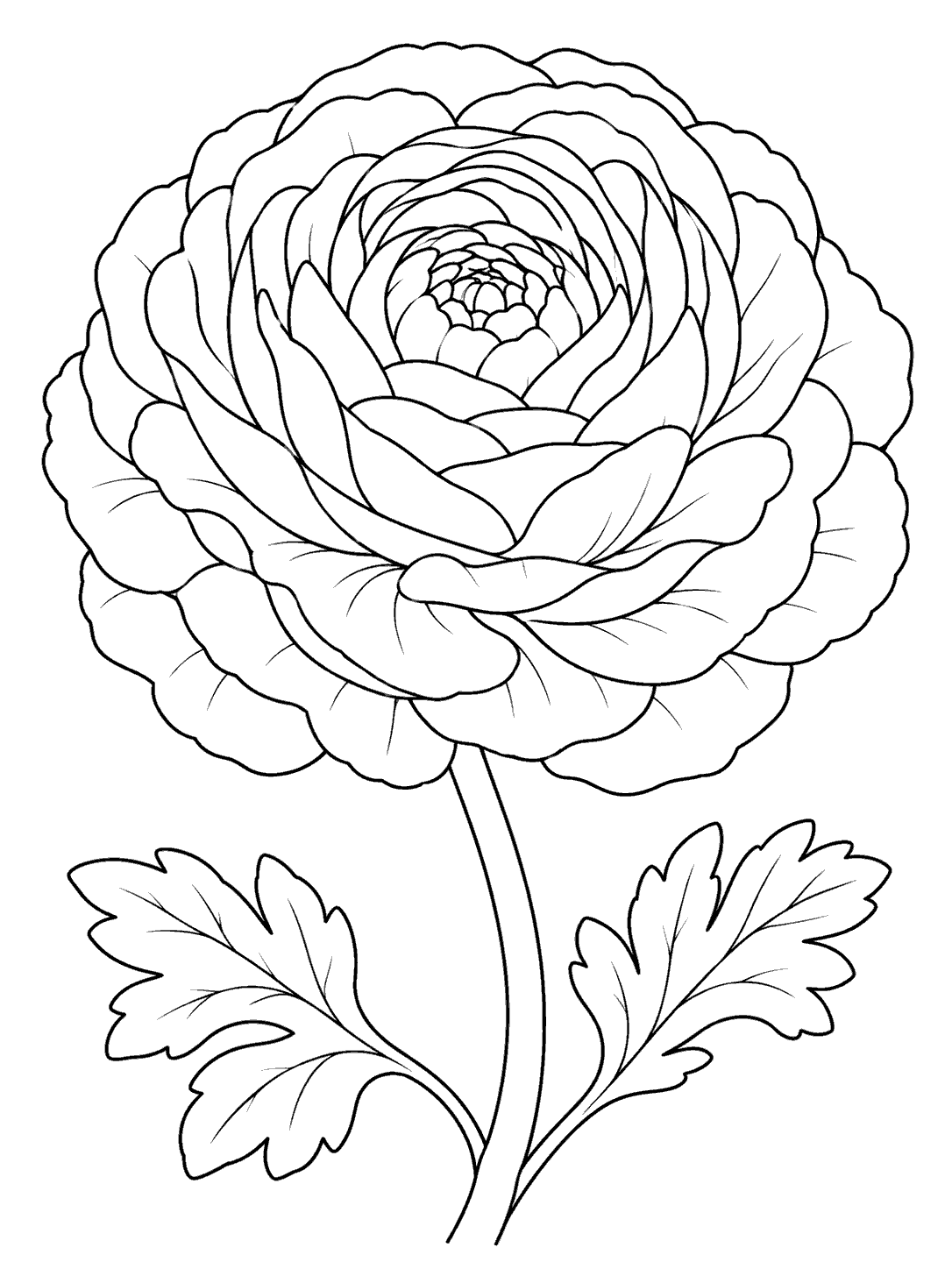 A single ranunculus bloom with broad, layered petals and two leaves.