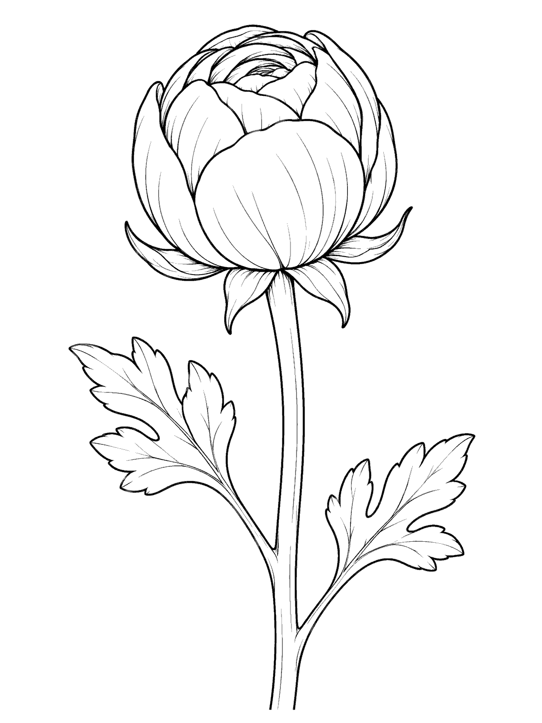 A closed, rounded ranunculus bud with layered petals on a slender upright stem, flanked by two leafy sprigs.