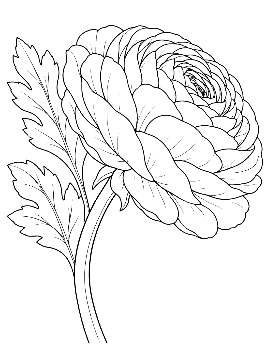 A side view of a ranunculus with many overlapping rounded petals, a curved stem, and two leaves.