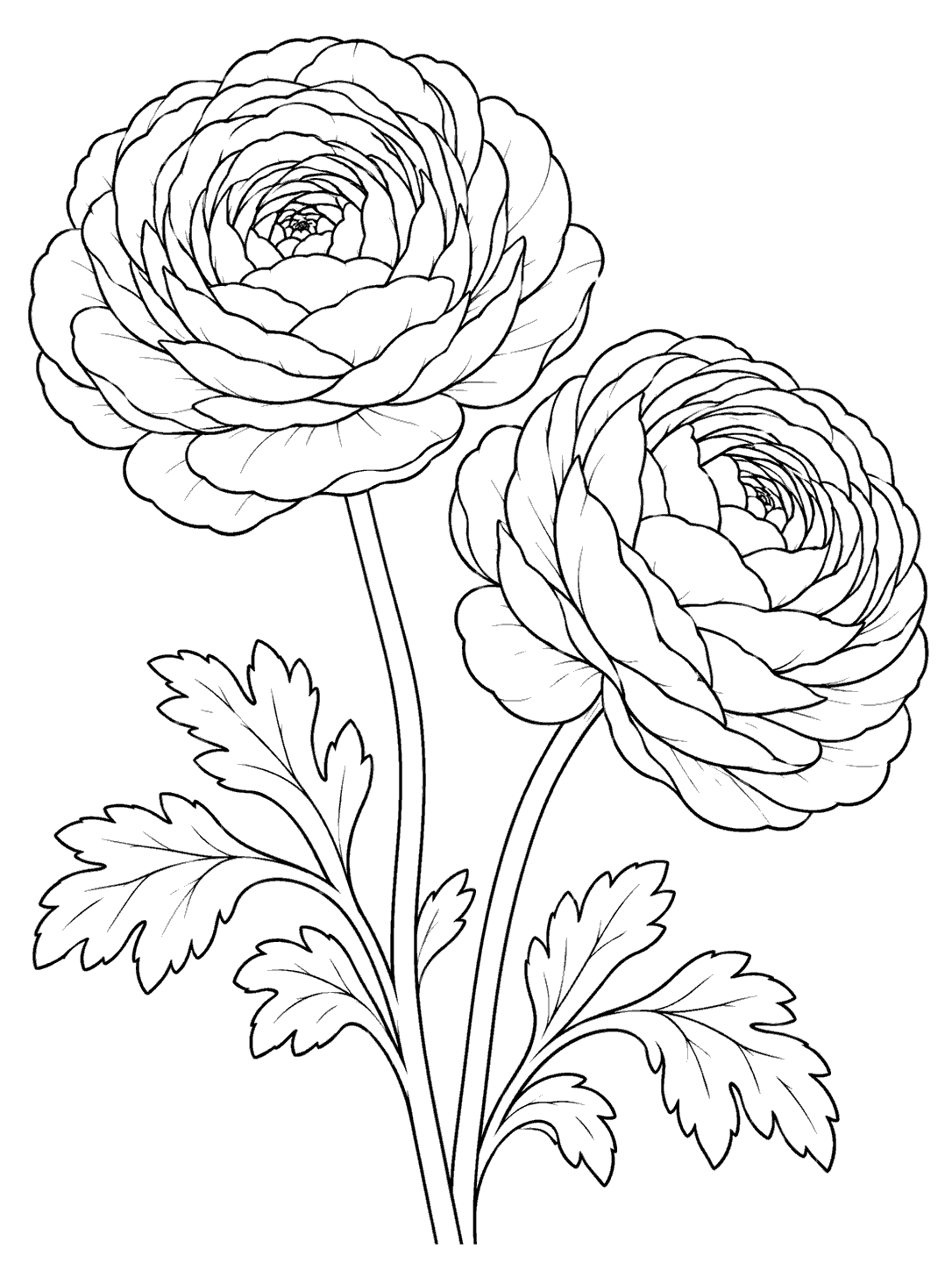 Two open ranunculus blooms at different heights, with layered petals, curved stems, and several leaves in black outline.