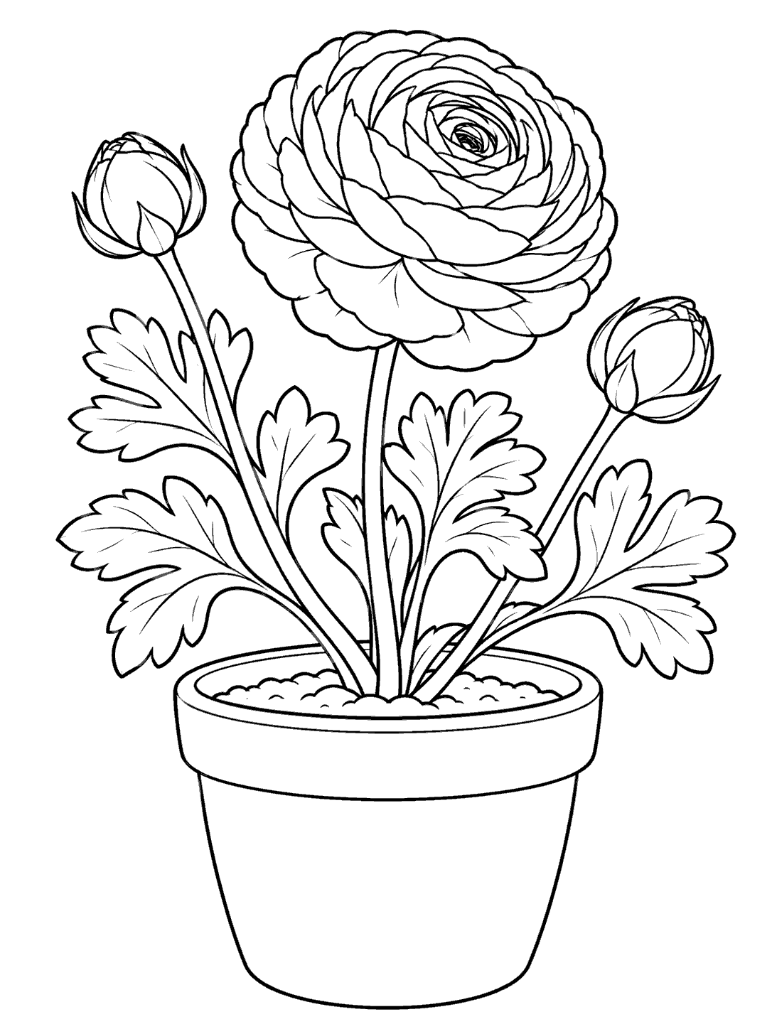 Black outline coloring page of a potted ranunculus with one open layered flower, two buds, several leaves, and a visible soil line.