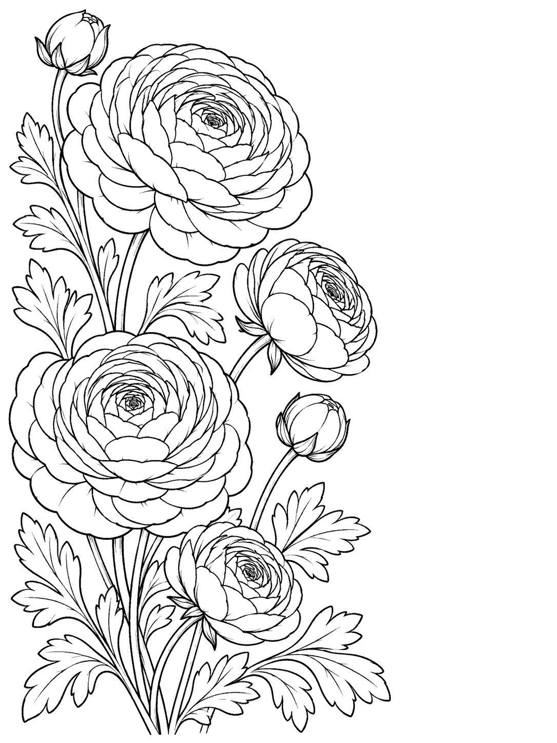 Black outline coloring page with several ranunculus blooms and buds among curved stems and leaves along the left side, and open white space on the right.