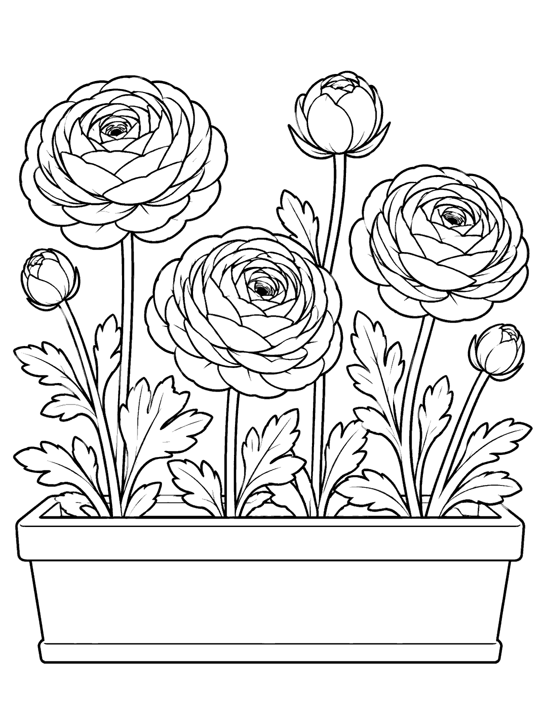 Four ranunculus plants with open blooms, buds, and leaves growing in a window box planter.