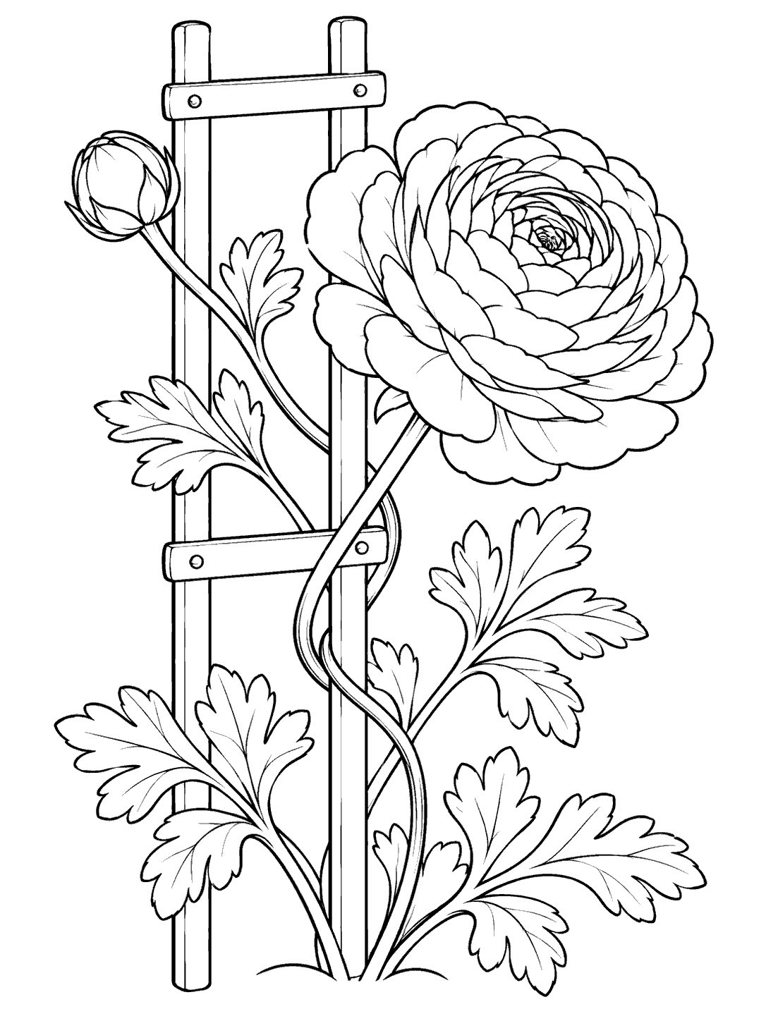 Black line art of a large layered ranunculus flower, a bud, and leafy stems weaving around a plain garden trellis.
