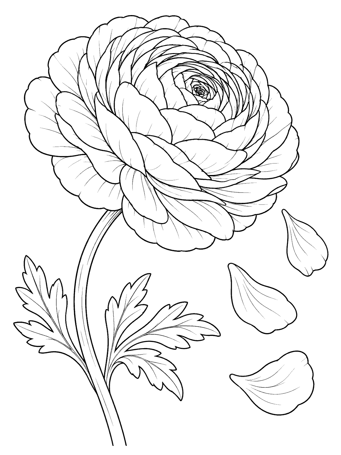 A large, layered ranunculus flower on a curved stem, with three separate petals falling beside it.