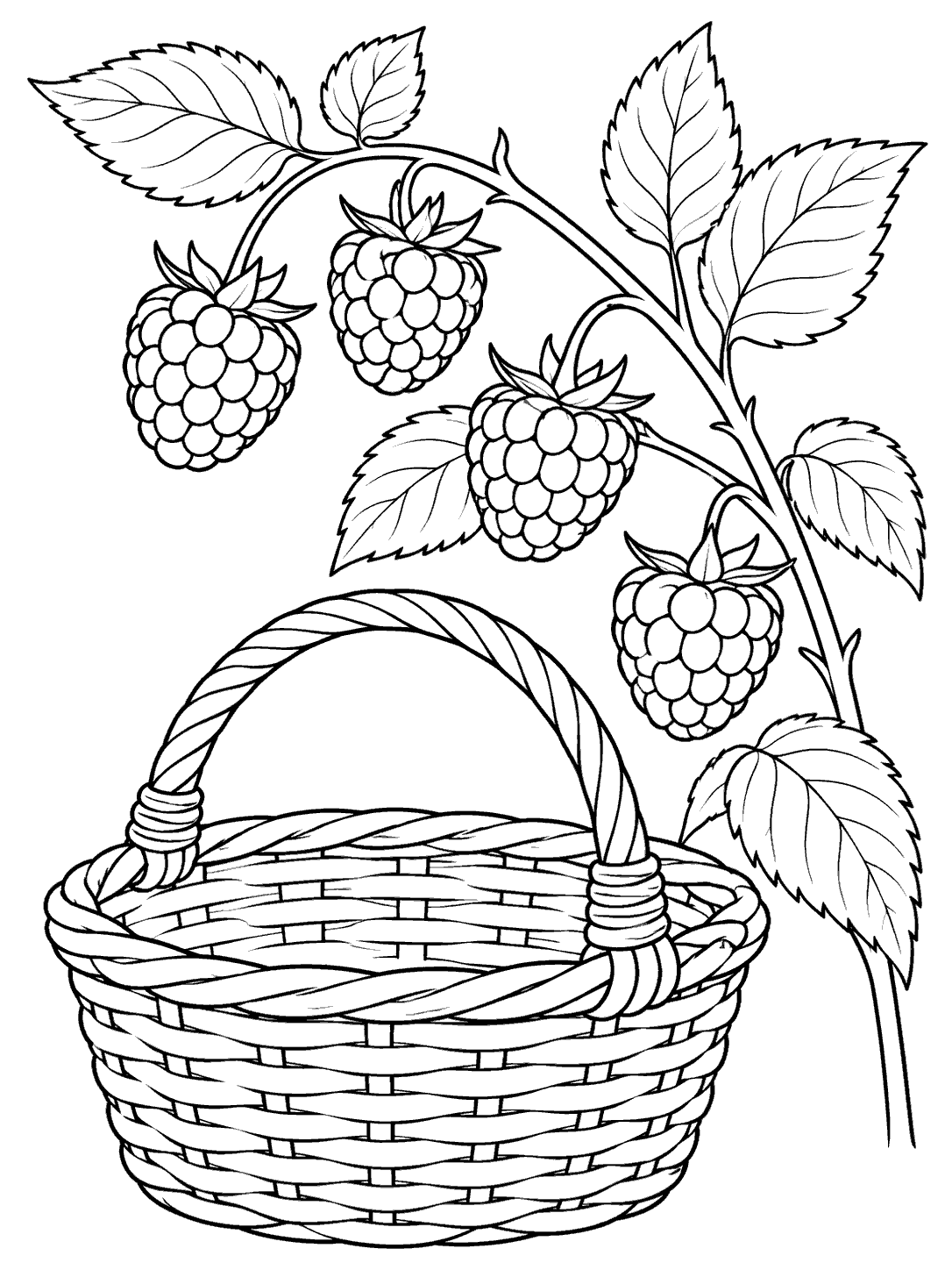 Black-outline coloring page of a handled picking basket beneath a raspberry cane with four ripe berries and leaves.