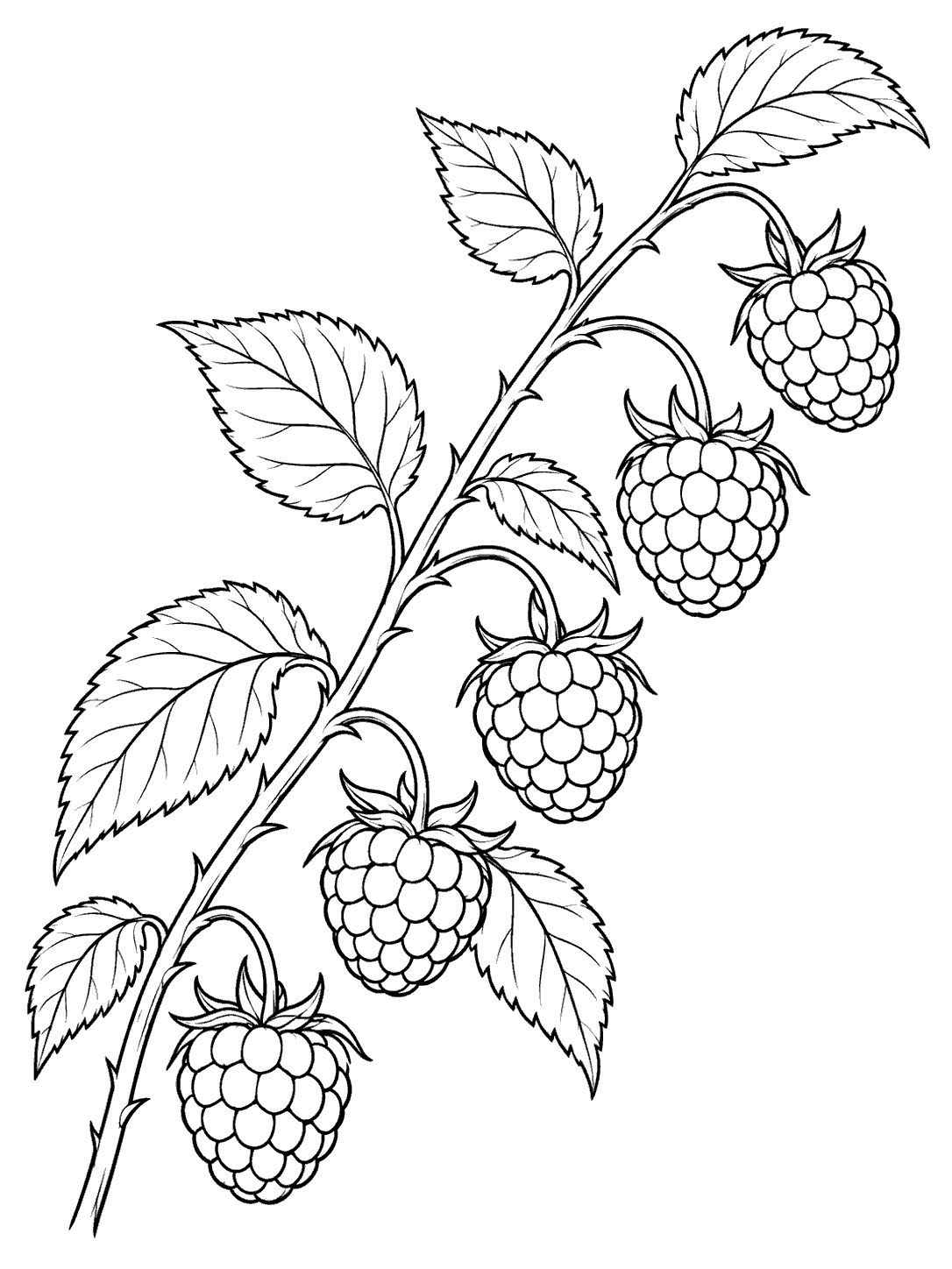 Black-outline raspberry cane arcing diagonally with five drupelet berries and serrated leaves on a white coloring page.