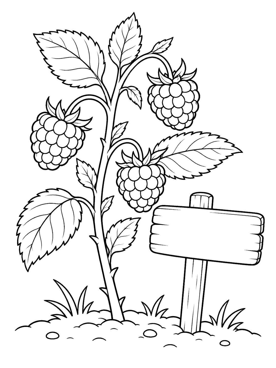 Black-outline coloring page of a blank garden marker beside a raspberry cane with three berries and serrated leaves.