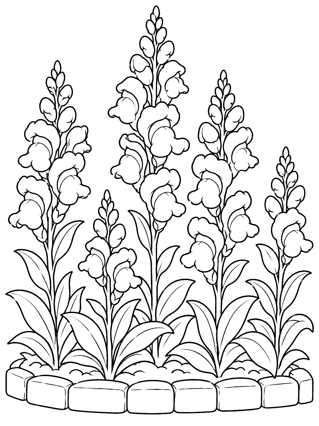 Five snapdragon flower spikes with broad leaves and a low stone garden border, drawn in black outlines.
