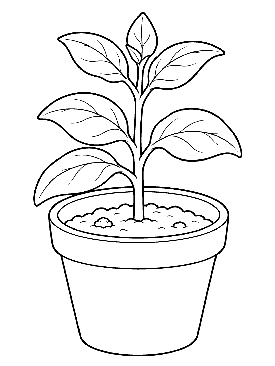 Young snapdragon seedling with broad leaves and soil in a small pot