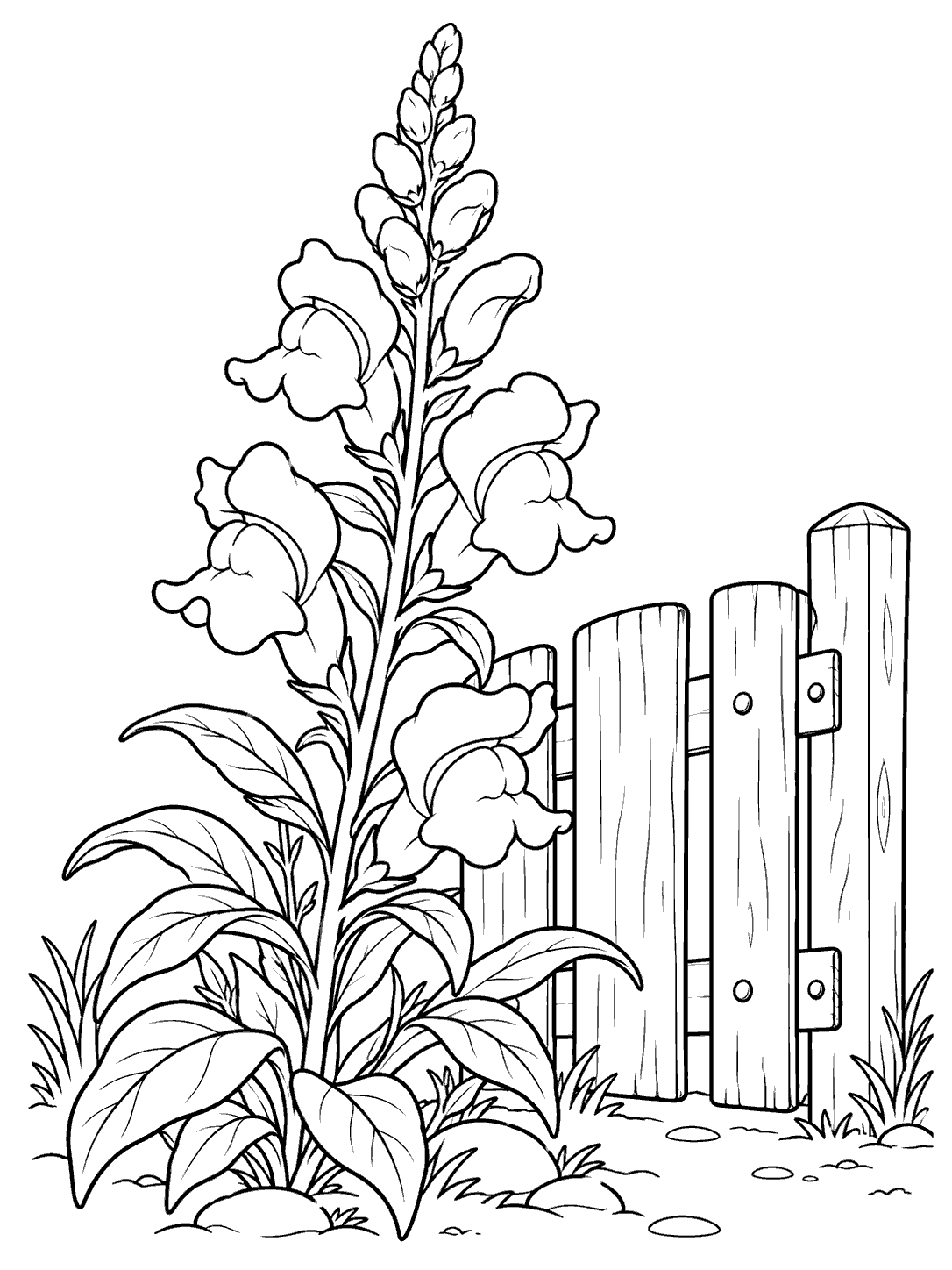 Black-and-white snapdragon coloring page with a tall flower spike, broad leaves, a simple wooden gate, and a minimal garden ground line.