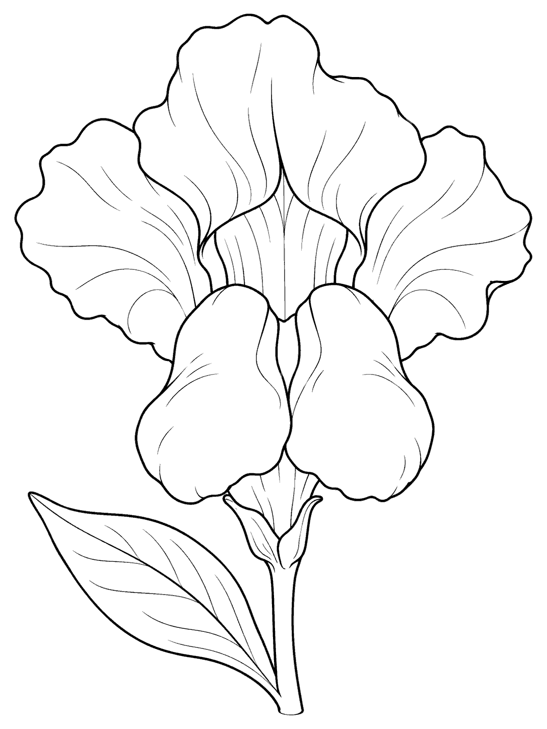 Close-up black-line drawing of one open snapdragon bloom with a two-lobed pouch-like mouth, short stem, and a single leaf.