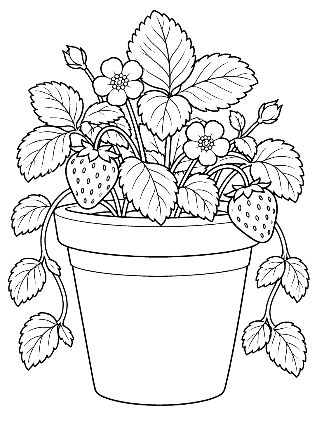 Strawberry plant coloring page with two berries and leafy runners draping over a banded flowerpot