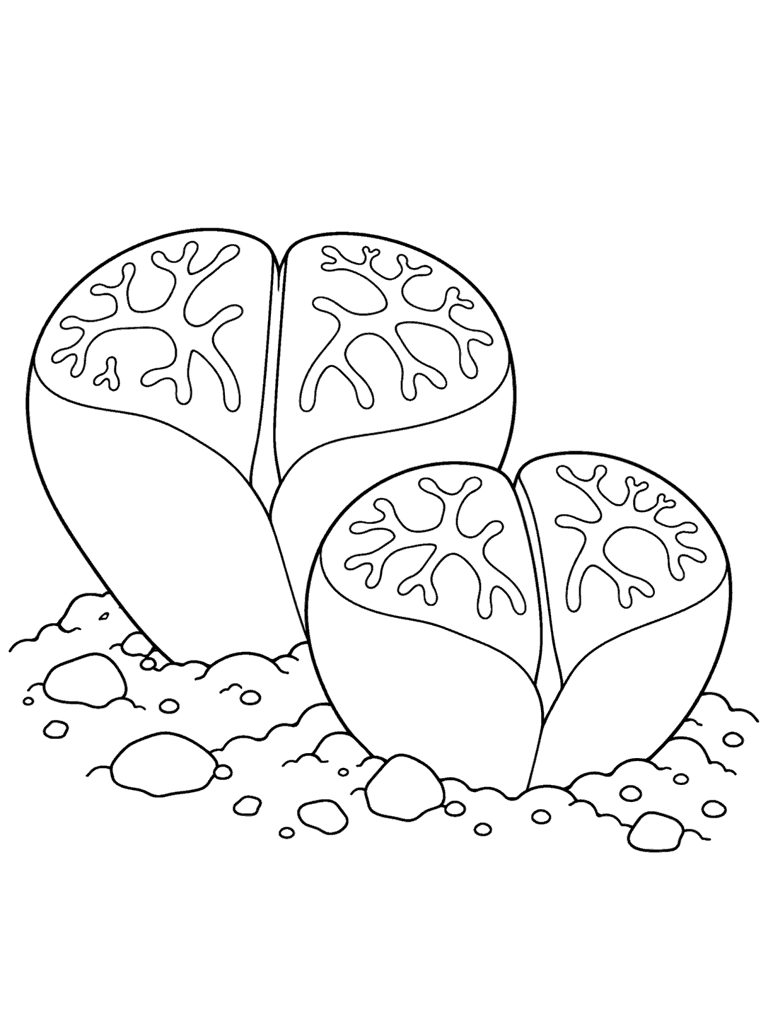 Black-outline coloring page showing two lithops succulents with branching top-window patterns growing from a low mound of soil.