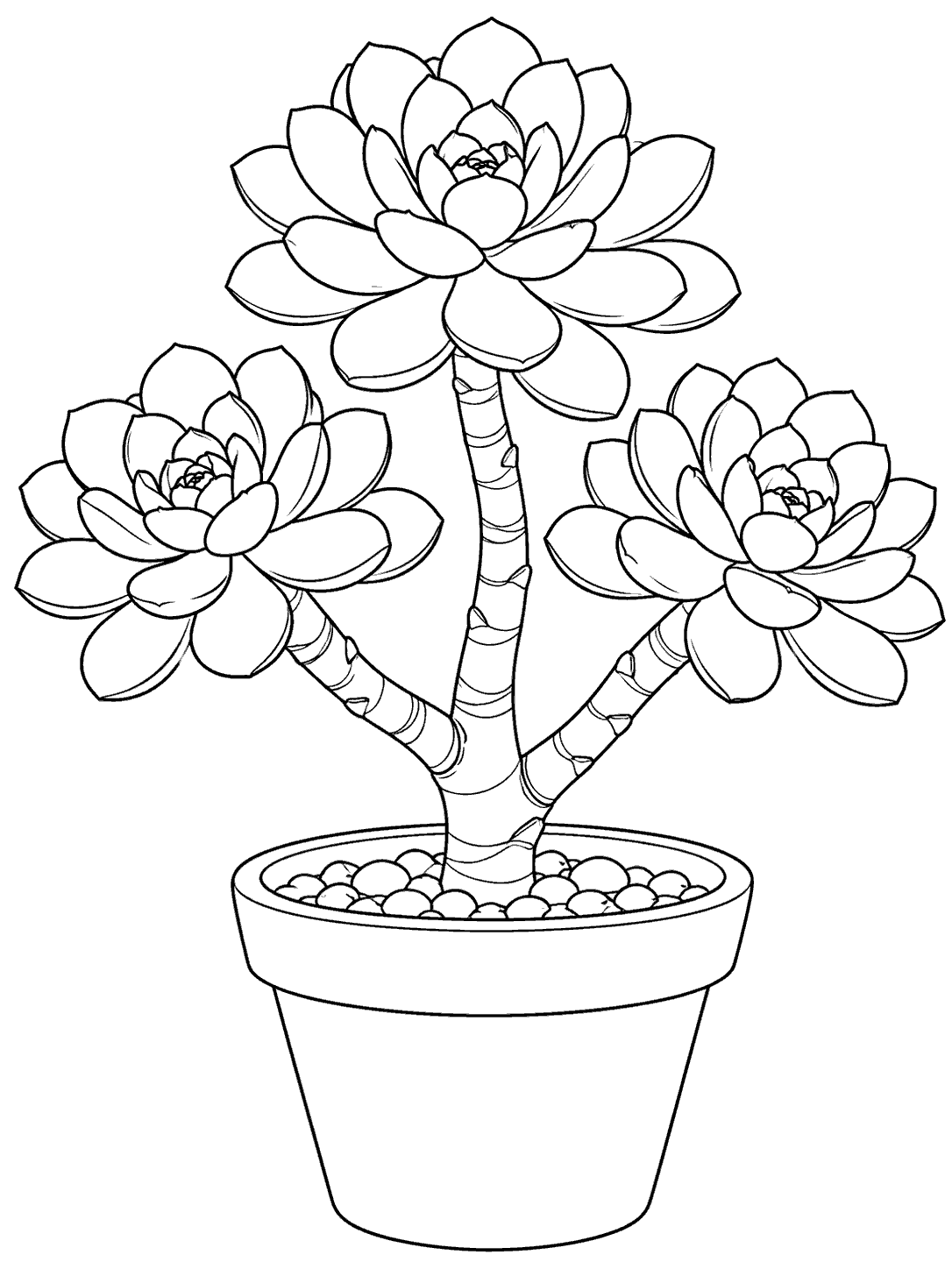 Black outline coloring page of a branching aeonium succulent with three rosettes in a planter