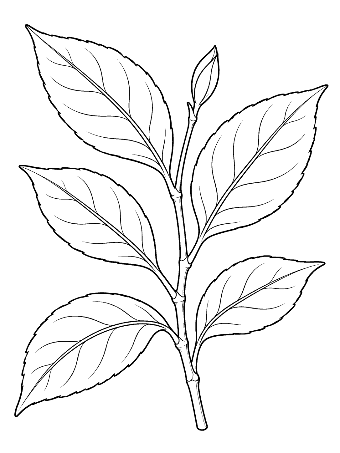Black line art of a tea branch with five leaves and a bud, ready to color.