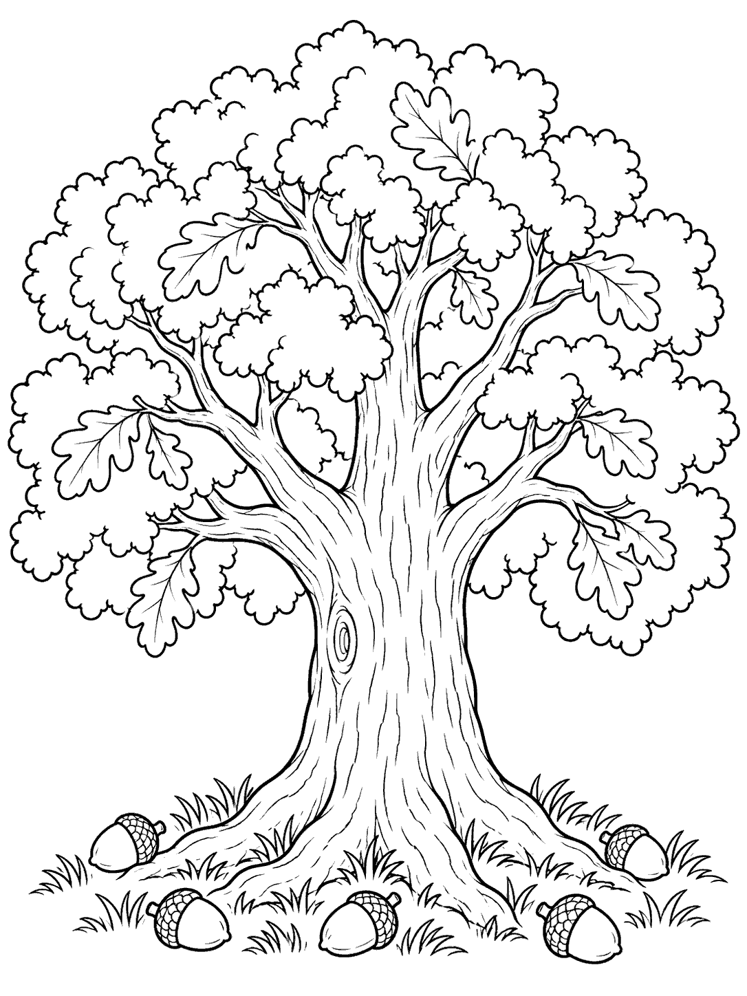 A majestic oak tree with a wide rounded canopy, sturdy trunk, visible leaves, and acorns scattered among tufts of grass.