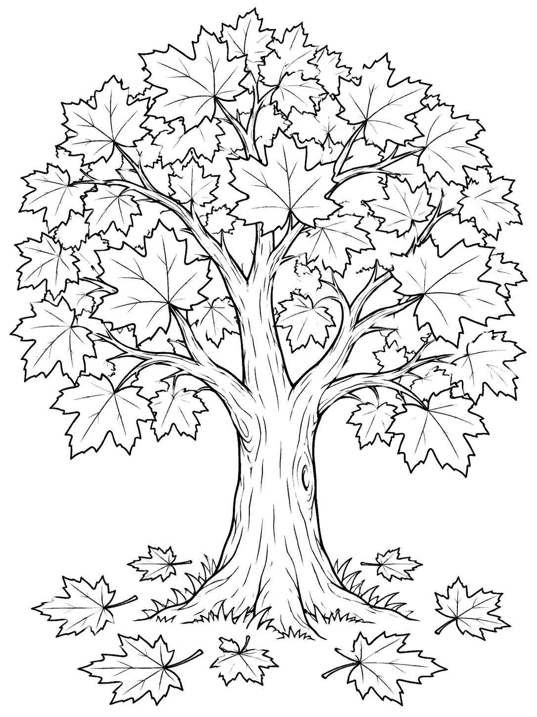 Black outline coloring page of a mature maple with a wide canopy of five-lobed leaves and fallen leaves around its trunk.