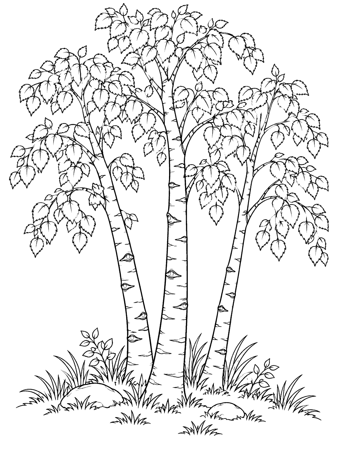 Four slender birch trunks with natural bark marks, leafy crowns, grass, and stones at their base.